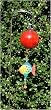 Red Crackle Hand Blown Glass Tropical Fish Suncatcher Gazing Globe with Shepherds Hook