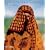 Bedouin and Nomads: Peoples of the Arabian Desert