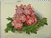 1909 Chinese Primrose Pink Flowers Green Leaves Print