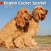 English Cocker Spaniel (Euro) 2012 Wall Calendar 12