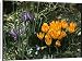 Canvas Prints of Iris Reticulata and Crocus Chrysanthus from Mary Evans