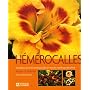 Les h�m�rocalles : Les meilleurs choix, les plus b&hellip de R�jean-D Millette