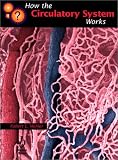 How the Circulatory System Works