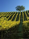 Fall Foliage in Vineyard, Sonoma, CA Photographic Poster Print by Inga Spence, 12x16
