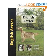 English Setter (Pet Love Dog Breed)