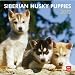 Siberian Husky Puppies 2012 Square 12X12 Calendar