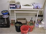 45 Cal ACP Reloading Brass