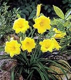 Stella in Yella Daylily - Hemerocallis - Yellow Stella de Oro