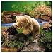 Folkmanis 2138 - Grizzlybär