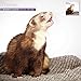 Ferrets 18 Month 2016 Wall Calendar