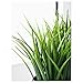 Ikea Artificial Potted Plant, Wheat Grass, 7.75 Inch