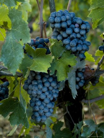 Close View of Chianti Grapes Growing on a Vine in Tuscany, Italy Stretched Canvas Poster Print by Todd Gipstein, 9x12 Close View of Chianti Grapes Growing on a Vine in Tuscany, Italy Stretched Canvas Poster Print by Todd Gipstein, 9x12