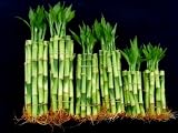 60 Stalks of Straight Lucky Bamboo (4 X20+6x20+8x20 Pieces) Mixed for Gifts and Fengshui