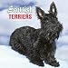 Scottish Terriers 2006 Calendar