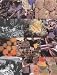 Tuscan Living: From the Yorkshire Moors to the Tuscan Hills (No Going Back)