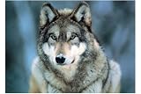 Empire 211675 Wölfe - Wolves Grey Wolf - Montana, Poster ca. 91,5 x 61 cm