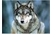 Empire 211675 Wölfe - Wolves Grey Wolf - Montana, Poster ca. 91,5 x 61 cm