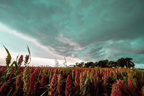 Fine Art Print - "In the Maize" - A farm gets ready for rain behind fields of maize. Oklahoma Wall Art Home Decor Country Art Storm Photograph