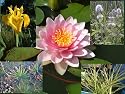 Pond Plant Starter Kit 1 Aquatic Marginal and Lilies