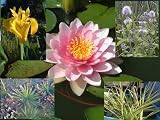 Pond Plant Starter Kit 1