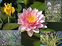 Pond Plant Starter Kit 1 Aquatic Marginal and Lilies