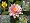 Pond Plant Starter Kit 1 Aquatic Marginal and Lilies