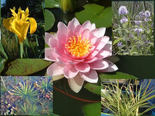 Pond Plant Starter Kit 1 Aquatic Marginal and Lilies