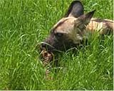 Hungry Painted Hunting Dog In The Grass - art print by Jennifer Moseley - 8inch x 10inch