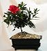 Everblooming Asian Azalea Bonsai - 5 Months of Blooms - Indoors or Out