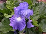 1 Reblooming 'Victoria Falls' Tall Bearded Iris Rhizome