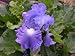 1 Reblooming 'Victoria Falls' Tall Bearded Iris Rhizome