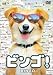 ビンゴ ! [DVD]