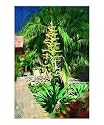 Agave , Oil painting Fairchild Tropical Garden in Coral Gables, Florida. Giclee Poster Print by Palm Images, 20x24