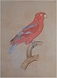 Paper Paintings Miniature Art Drawings with Water Color 7.25 x 9.5 inches (mbird005)