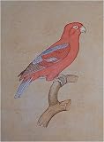 Paper Paintings Miniature Art Drawings with Water Color 7.25 x 9.5 inches (mbird005)