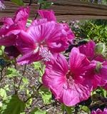 Review giftaplant Ref: LAVRRU1 / Lavatera Red Rum