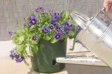 Apollo Plastics E008WTE Eezy Gro Self Watering Planter, White