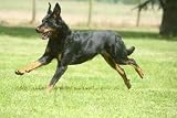 Beauceron in Weightlessness - 24