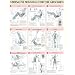 Abdomen Poster