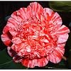 Camellia japonica 'Little Bit' - FREE DELIVERY UK MAINLAND