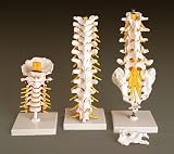 Flexible Cervical Vertebral Column-A72
