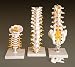 Size: 5" x 4" x 13" Free Set of Bone Pens (EGM-BONEPEN)