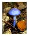 Blue Shenandoah Mushroom Emerging Artists Photographic Poster Print by Clifton Grim, ...