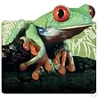 Green Tree Frog Computer Mouse Pad