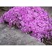 Fort Hill Hardy Phlox - 4 Potted Plants - Hardy to -50F Fort Hill Hardy Phlox - 4 Potted Plants - Hardy to -50F