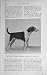 1914 Essex Union Champion Foxhound Rhetoric Dog