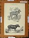 Antique Print C1800-1870 Ungulata Tapir Nyl-Ghau Animal