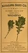 Salad Leaf Mustard Wasabina Seeds