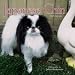 Japanese Chin 2005 Wall Calendar