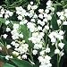 White Lily of the Valley 10 Pips - Great for Shade!